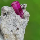 specimen video
