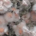 Red Mesolite on calcite - image 7