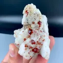 specimen video