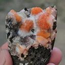 specimen video