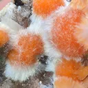 Red Thomsonite balls on Heulandite Matrix From India - image 4