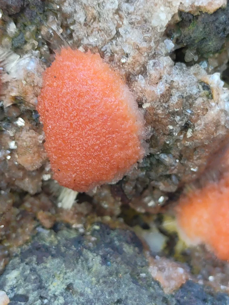 Red Thomsonite balls on Heulandite Matrix From India - image 7