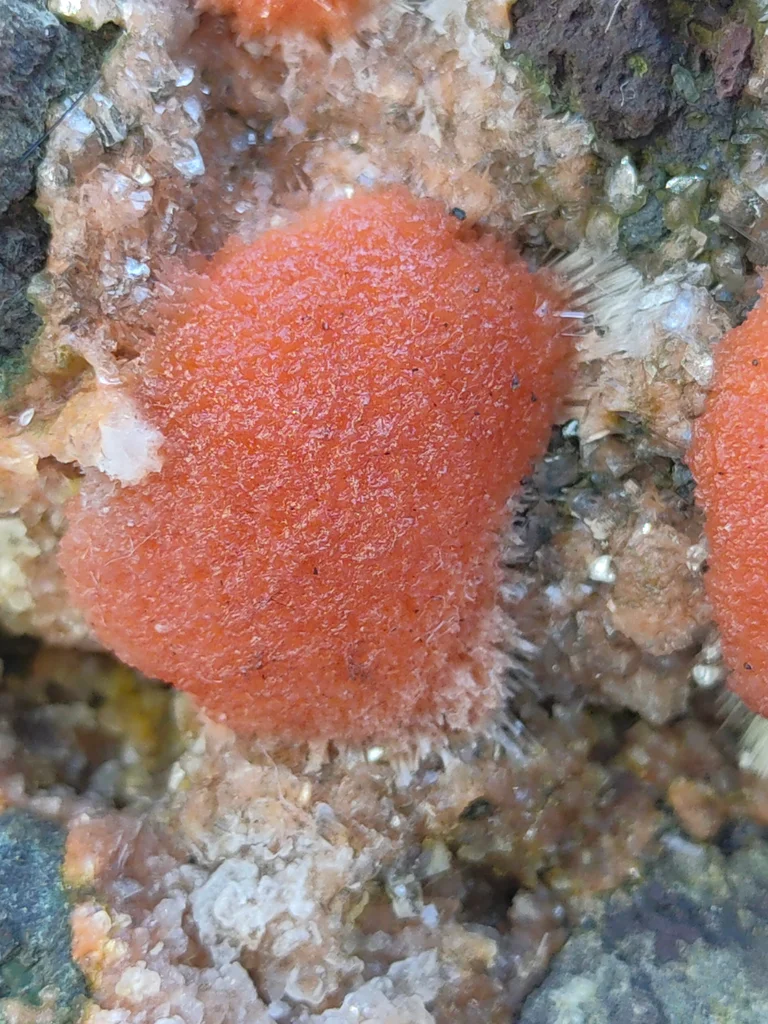 Red Thomsonite balls on Heulandite Matrix From India - image 3