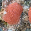 Red Thomsonite balls on Heulandite Matrix From India - image 3
