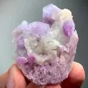 specimen video