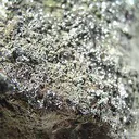 Rheniite on Lava - image 3