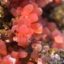 Rhodochrosite - image 2