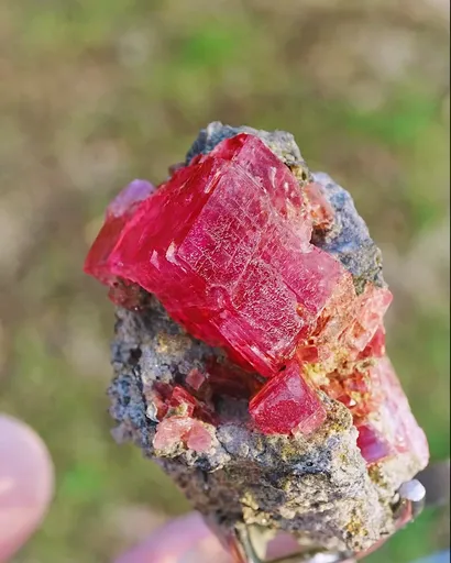 specimen video