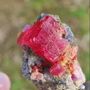 specimen video