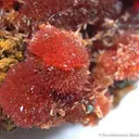Rhodochrosite - image 2
