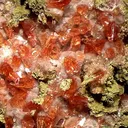 Rhodochrosite - image 2