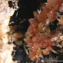 Rhodochrosite - image 3