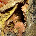 Rhodochrosite - image 2