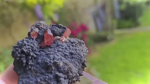 specimen video