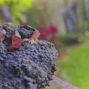 specimen video