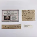 Rhodochrosite (circa 1800s) - image 3