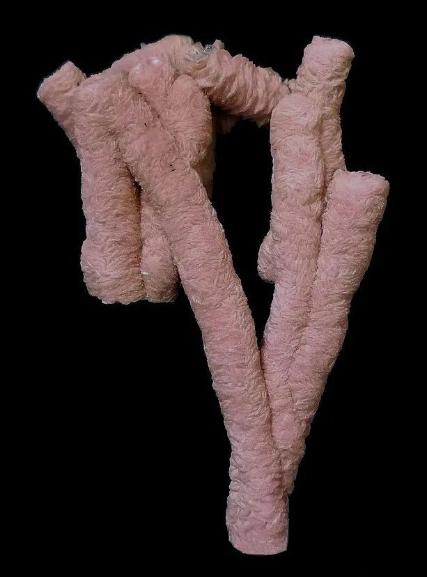Rhodochrosite from Argentina image