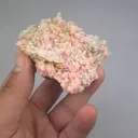 specimen video