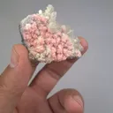 specimen video