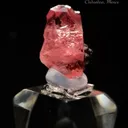 Rhodochrosite from Chihuahua, Mexico - image 1