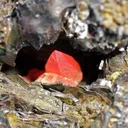Rhodochrosite from Grube Wolf, Herdorf, siegerland, Germany - image 3
