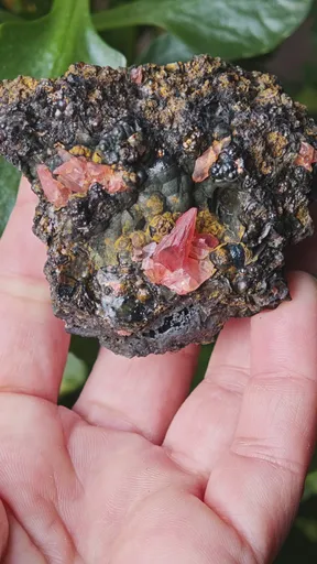 specimen video