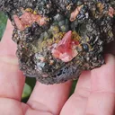 specimen video