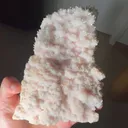 specimen video