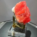 specimen video
