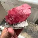 specimen video
