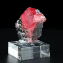 specimen video