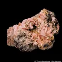 Rhodochrosite (Gift: Empire of Japan to USA in 1893) - image 4