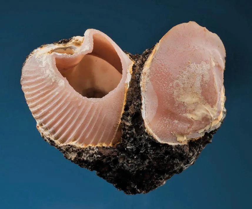 Rhodochrosite, Gypsum - image 1