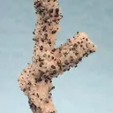 Rhodochrosite, Manganite - image 1