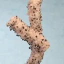 Rhodochrosite, Manganite - image 2