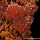 Rhodochrosite on Limonite - image 5
