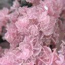 Rhodochrosite, Quartz - image 2