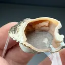 Rhodochrosite replacing Shell - image 2