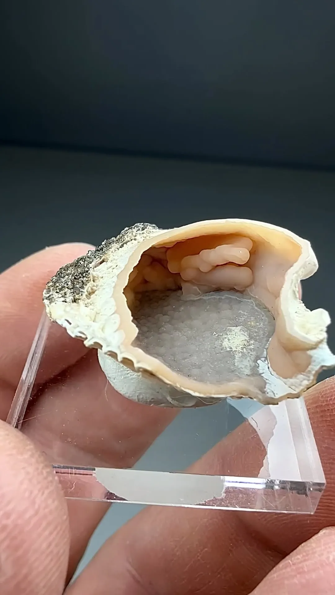 Rhodochrosite replacing Shell - image 2