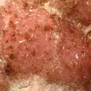 Rhodochrosite, Shigaite - image 2
