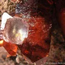 Rhodochrosite With Fluorite - image 2