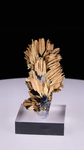 specimen video