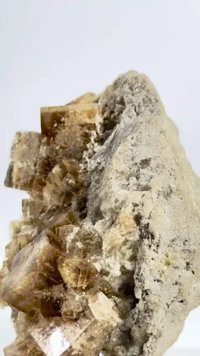 specimen video