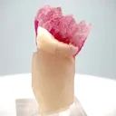 specimen video