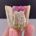 specimen video