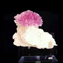 specimen video