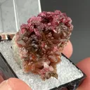Roselite from Bou Azzer mining district, Drâa-Tafilalet Region, Morocco - image 2
