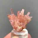 specimen video