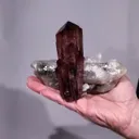 specimen video