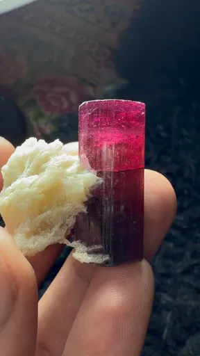 specimen video